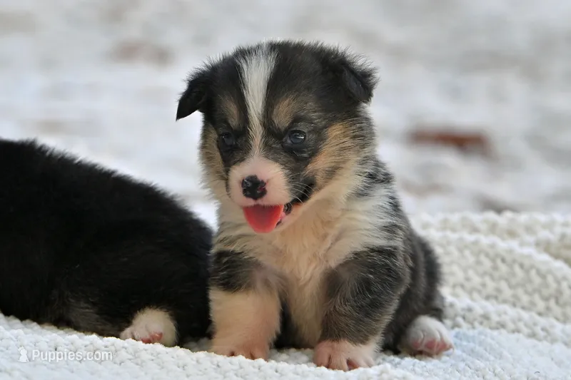 Tory – Pembroke Welsh Corgi puppy for sale in Modesto, CA