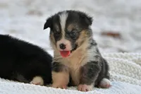 Tory, a male Pembroke Welsh Corgi for sale in Modesto, CA – 1 of 2