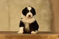 Tri Mini, a male Bernedoodle for sale in Modesto, CA – Photo 1 of 3