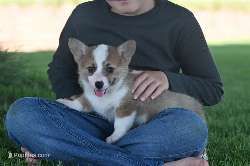 Beckie – Pembroke Welsh Corgi puppy for sale in Modesto, CA