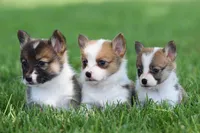 Red & White Corgis, a female Pembroke Welsh Corgi for sale in Modesto, CA – Photo 1 of 4