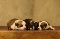 Red & White Corgis, a female Pembroke Welsh Corgi for sale in Modesto, CA – Photo 2 of 4