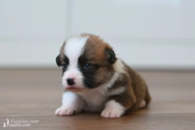 Benny – Pembroke Welsh Corgi puppy for sale in Modesto, CA