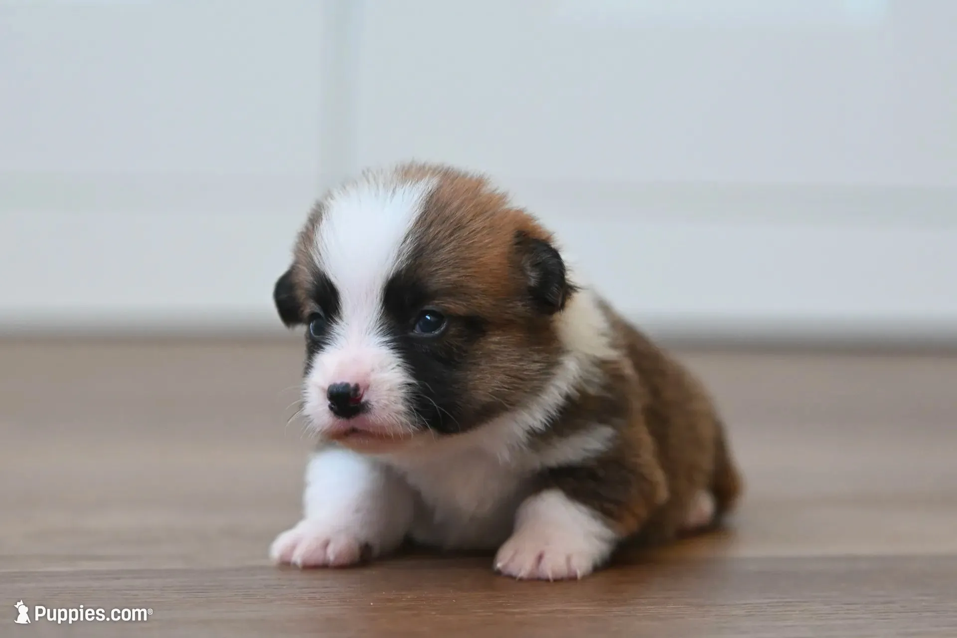Benny, a male Pembroke Welsh Corgi for sale in Modesto, CA – 1 of 3