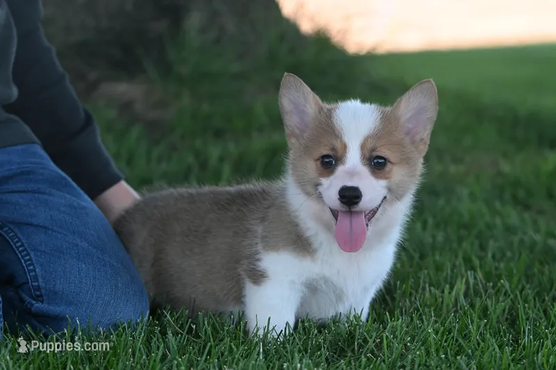 Buckie – Pembroke Welsh Corgi puppy for sale in Modesto, CA