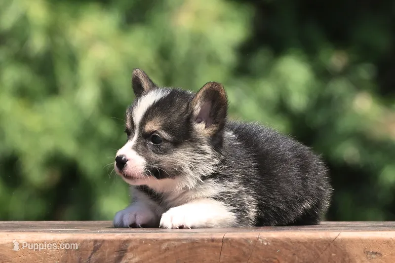 Todd – Pembroke Welsh Corgi puppy for sale in Modesto, CA