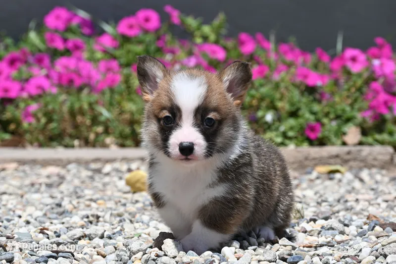 Benny – Pembroke Welsh Corgi puppy for sale in Modesto, CA