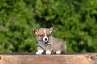 Timmy, a male Pembroke Welsh Corgi for sale in Modesto, CA – Photo 1 of 3