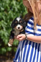 Tri Mini Male 3, a male Poodle - Miniature  and Bernedoodle for sale in Modesto, CA – Photo 2 of 5