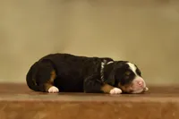 Tri Mini Male 3, a male Poodle - Miniature  and Bernedoodle for sale in Modesto, CA – Photo 4 of 5