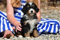 Tri Mini Male 3, a male Poodle - Miniature  and Bernedoodle for sale in Modesto, CA – Photo 3 of 5