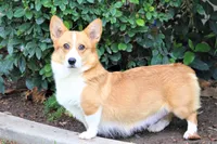 Red & White Corgis, a male Pembroke Welsh Corgi for sale in Modesto, CA – Photo 4 of 4