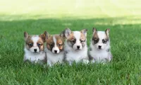 Red & White Corgis, a male Pembroke Welsh Corgi for sale in Modesto, CA – Photo 1 of 4