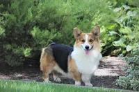 Red & White Corgis, a male Pembroke Welsh Corgi for sale in Modesto, CA – Photo 3 of 4