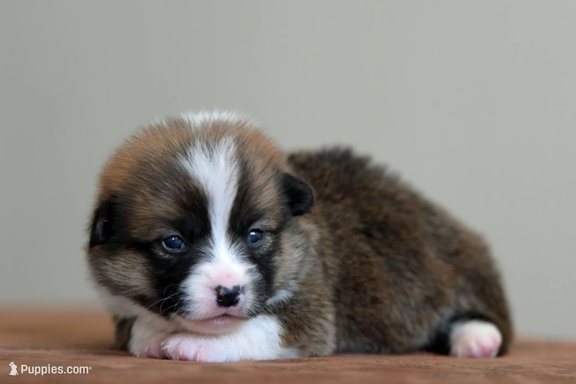 Betty, a male Pembroke Welsh Corgi for sale in Modesto, CA – 2 of 3