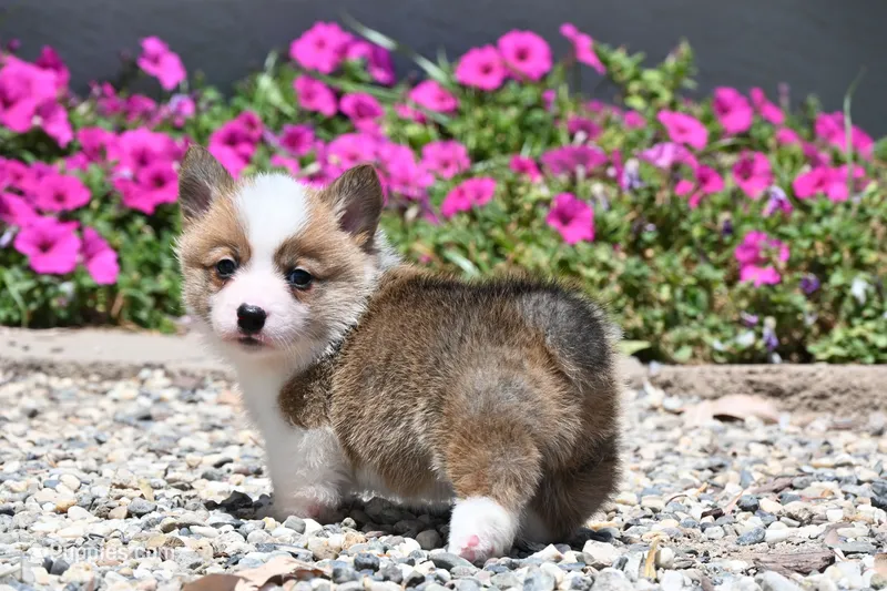 Buckie – Pembroke Welsh Corgi puppy for sale in Modesto, CA