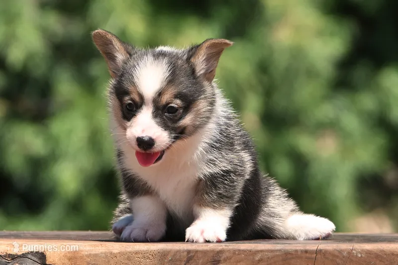 Tootsie – Pembroke Welsh Corgi puppy for sale in Modesto, CA