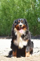 Mini Male 6, a male Poodle - Miniature  and Bernedoodle for sale in Modesto, CA – Photo 2 of 3