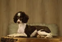 Tri Mini Female 2, a female Poodle - Miniature  and Bernedoodle for sale in Modesto, CA – Photo 2 of 3