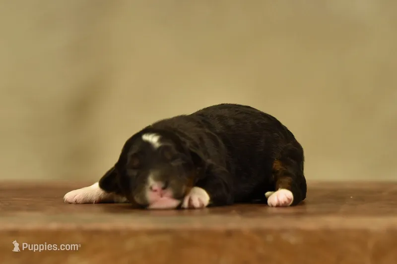Tri Mini Female 2, a female Poodle - Miniature  and Bernedoodle for sale in Modesto, CA – Photo 1 of 3