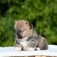 Molly, a female Pembroke Welsh Corgi for sale in Modesto, CA – Photo 3 of 4