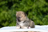 Molly, a female Pembroke Welsh Corgi for sale in Modesto, CA – Photo 1 of 2