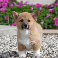 Molly, a female Pembroke Welsh Corgi for sale in Modesto, CA – Photo 2 of 4