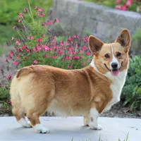 Molly, a female Pembroke Welsh Corgi for sale in Modesto, CA – Photo 4 of 4
