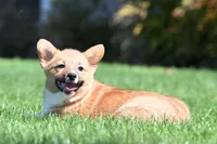 Molly, a female Pembroke Welsh Corgi for sale in Modesto, CA – Photo 1 of 4