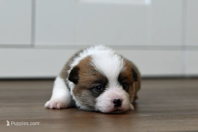 Buckie – Pembroke Welsh Corgi puppy for sale in Modesto, CA
