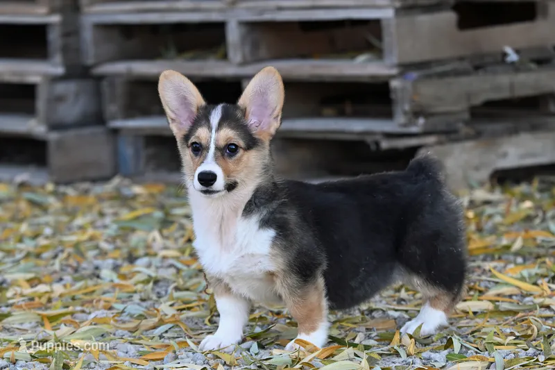 Tory – Pembroke Welsh Corgi puppy for sale in Modesto, CA