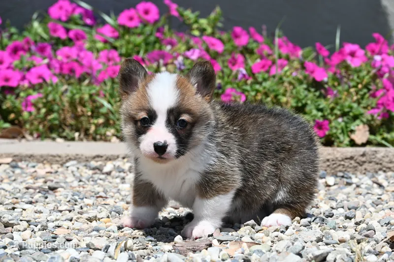 Beckie – Pembroke Welsh Corgi puppy for sale in Modesto, CA