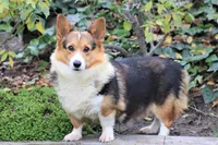 Quality AKC, a female Pembroke Welsh Corgi for sale in Modesto, CA – Photo 4 of 4