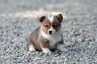 Quality AKC, a female Pembroke Welsh Corgi for sale in Modesto, CA – Photo 1 of 4