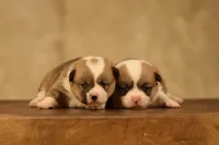 Quality AKC, a female Pembroke Welsh Corgi for sale in Modesto, CA – Photo 2 of 4