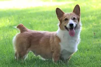 Quality AKC, a female Pembroke Welsh Corgi for sale in Modesto, CA – Photo 3 of 4