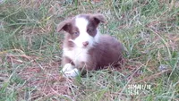 Rose, a female Border Collie for sale in Louisburg, NC – Photo 3 of 4