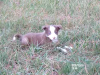 Rose, a female Border Collie for sale in Louisburg, NC – Photo 1 of 4