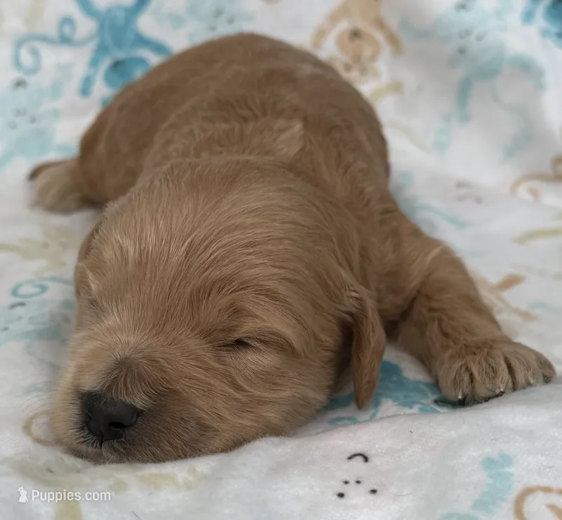 Sven – Schnoodle puppy for sale in Boscobel, WI