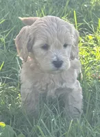 Hans , a male Schnoodle for sale in Boscobel, WI – 4 of 10