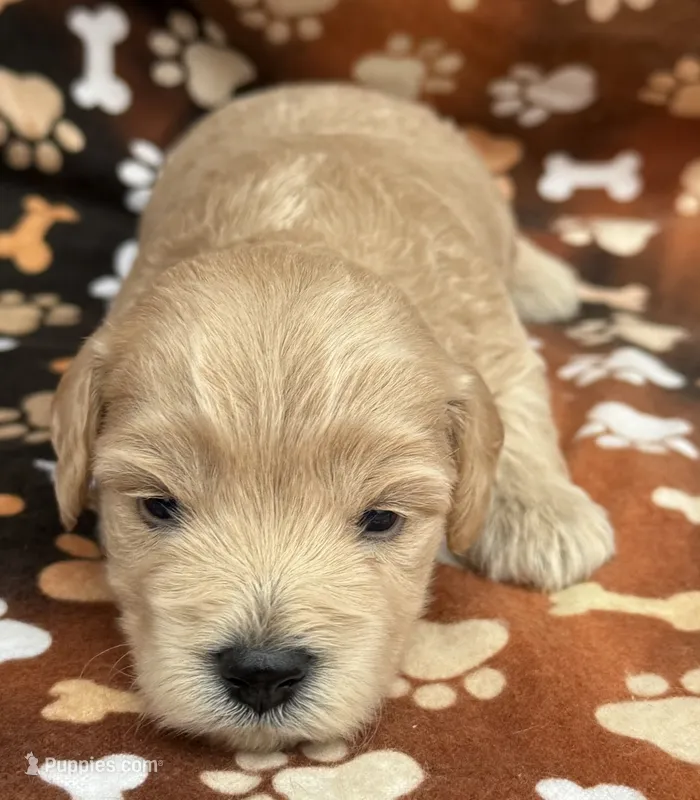 Olaf – Schnoodle puppy for sale in Boscobel, WI
