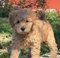 Anna, a female Schnoodle for sale in Boscobel, WI – 1 of 10