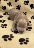 Anna, a female Schnoodle for sale in Boscobel, WI – 2 of 6