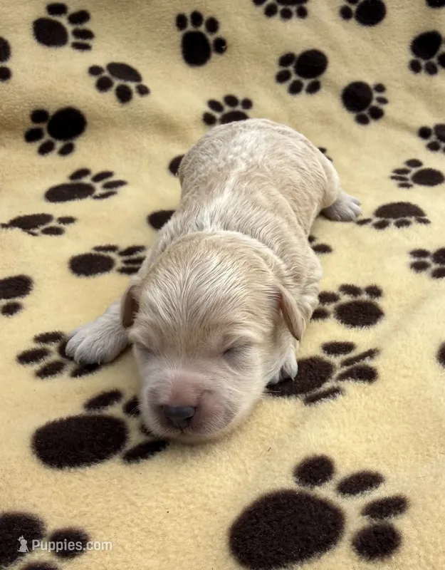 Olaf – Schnoodle puppy for sale in Boscobel, WI