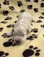 Olaf, a male Schnoodle for sale in Boscobel, WI – 1 of 6