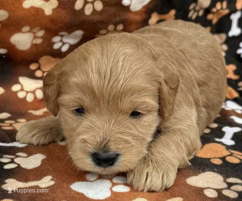 Anna – Schnoodle puppy for sale in Boscobel, WI