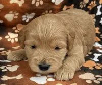 Anna, a female Schnoodle for sale in Boscobel, WI – 5 of 10