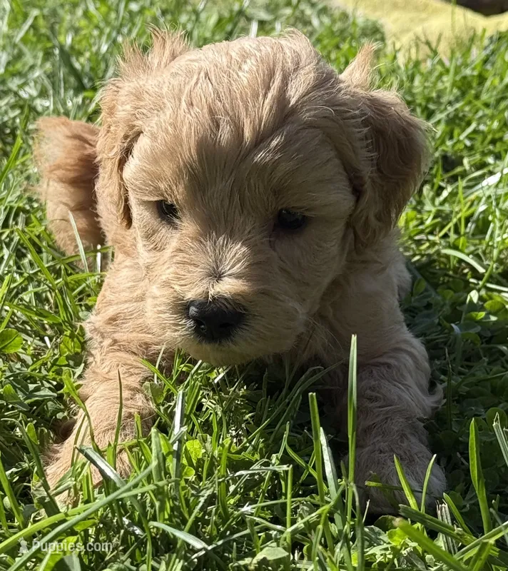 Sven – Schnoodle puppy for sale in Boscobel, WI