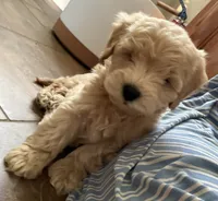 Olaf, a male Schnoodle for sale in Boscobel, WI – 2 of 10