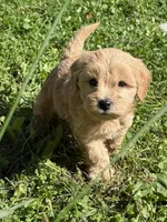 Oaken , a male Schnoodle for sale in Boscobel, WI – 4 of 9